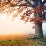 tree, park bench, autumn-6792528.jpg